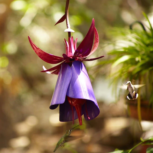 Purple Morning Glory Coneflower Bird Feeder