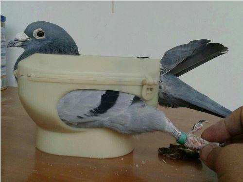 Bird Medicine Feeding Holder