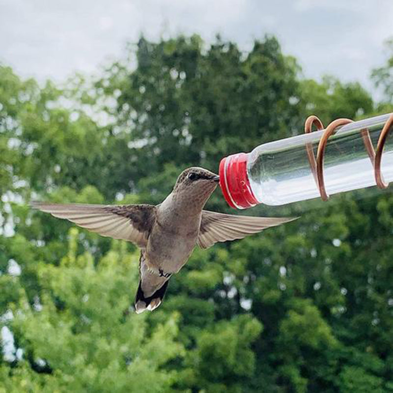 Suction-Mount Hummingbird Nectar Feeder
