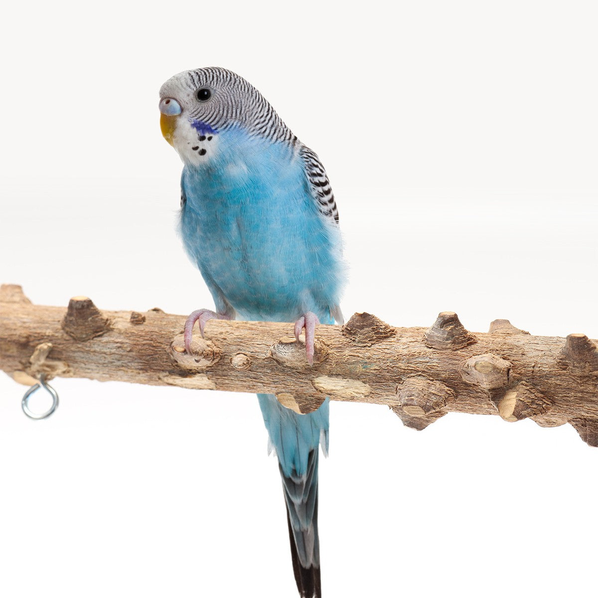 Pepperwood Bird Activity Stand