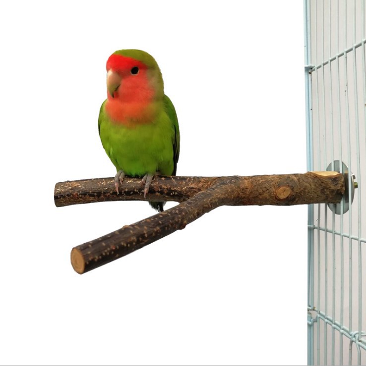 Apple Wood Ring Chewing & Branch Stick for Birds