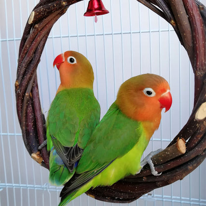 Apple Wood Ring Chewing & Branch Stick for Birds