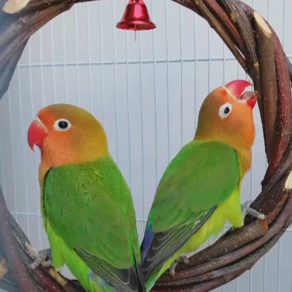 Apple Wood Ring Chewing & Branch Stick for Birds