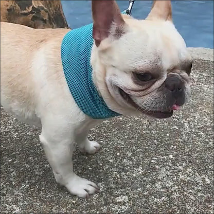 Cooling Bandana Scarf for Dogs