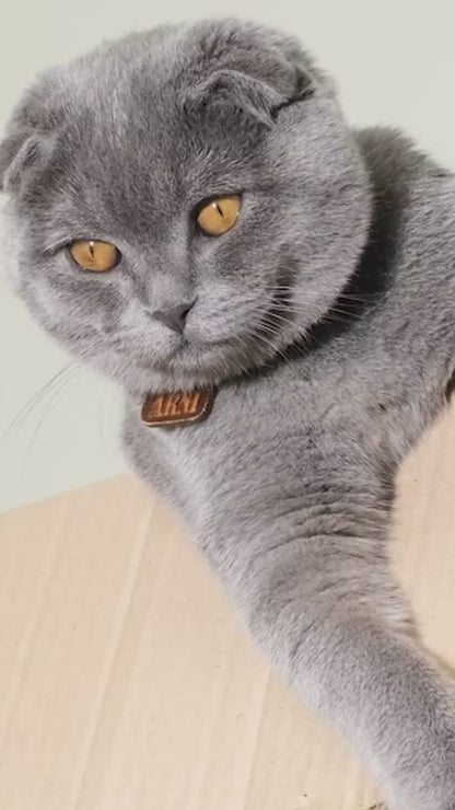 Interactive Remote Control Rolling Cat Toy Car